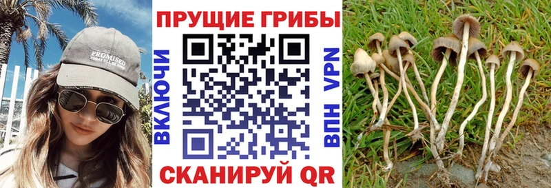 Купить где  Усолье-Сибирское  Галлюциногенные грибы Psilocybe 